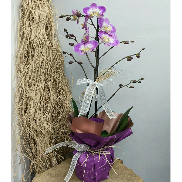  Antalya Çiçek İthal Premium Orkide-zc288