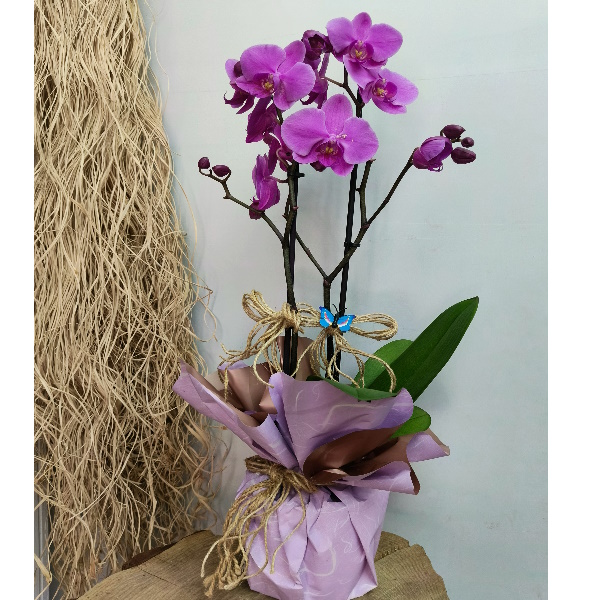  Antalya Çiçekçiler İthal Çift Dal Orkide-zc381