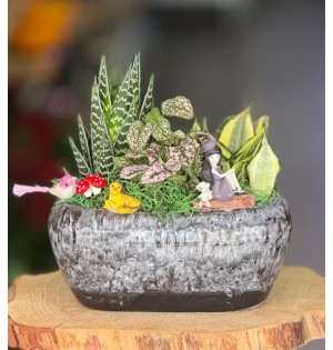 Terraryum Arajman-zc175