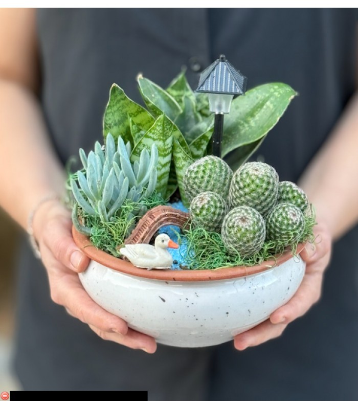 Terraryum Arajman-zc229