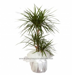3 Lü Marginata-zc189