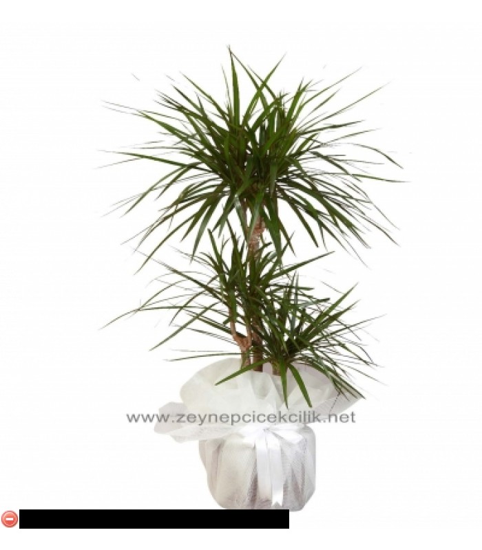 3 Lü Marginata-zc189