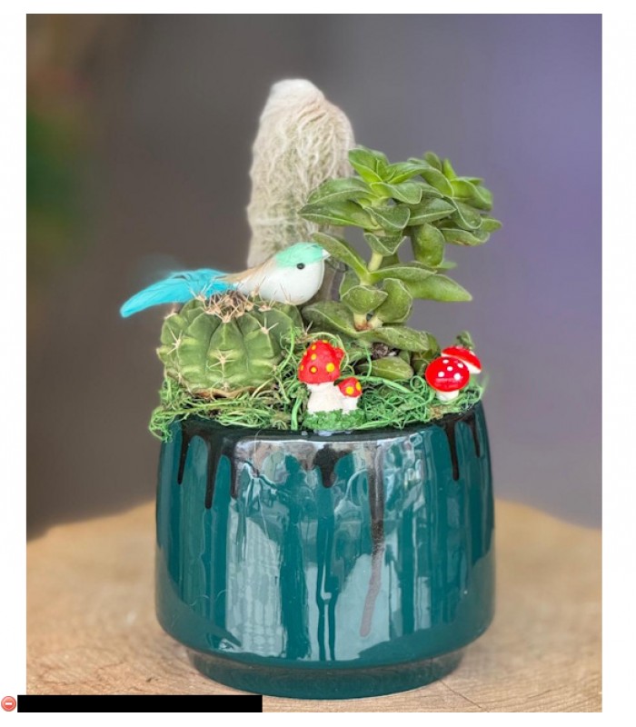 Terraryum Arajman-zc171