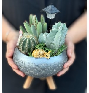 Terraryum Arajman-zc234