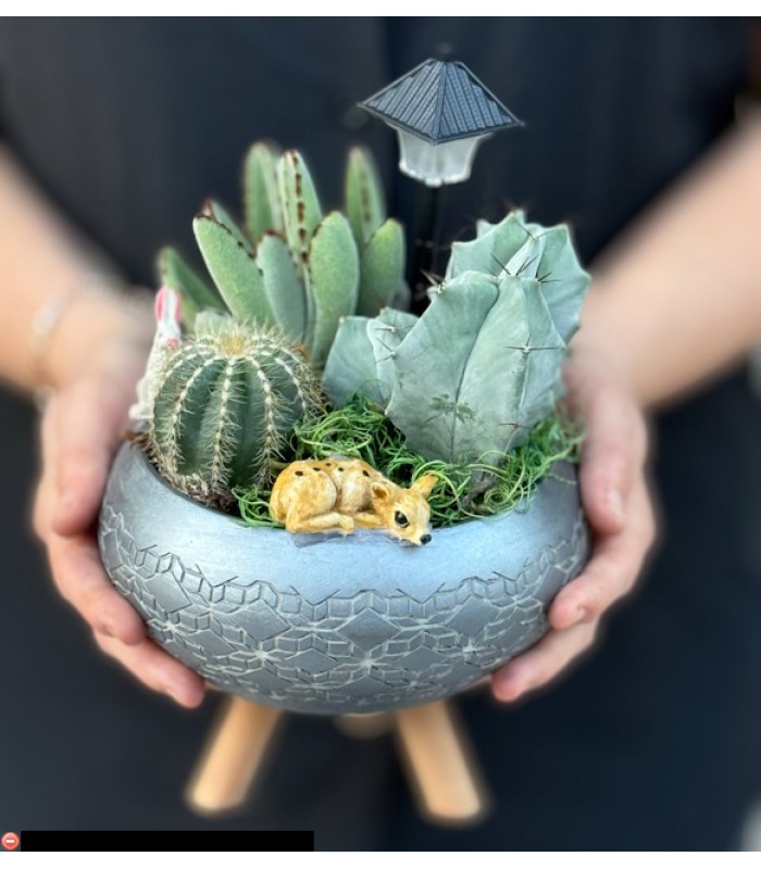 Terraryum Arajman-zc234