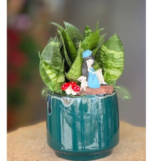 Terraryum Arajman-zc174