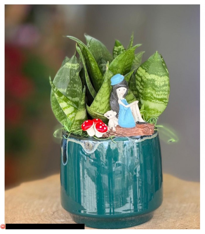 Terraryum Arajman-zc174