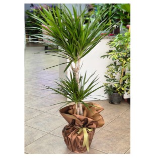 2 Li Marginata-zc67