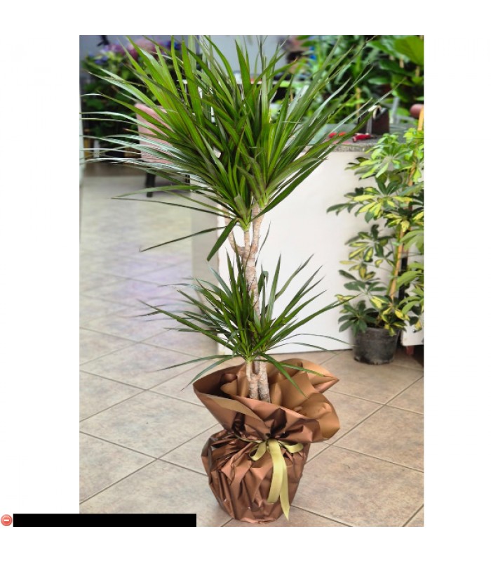 2 Li Marginata-zc67