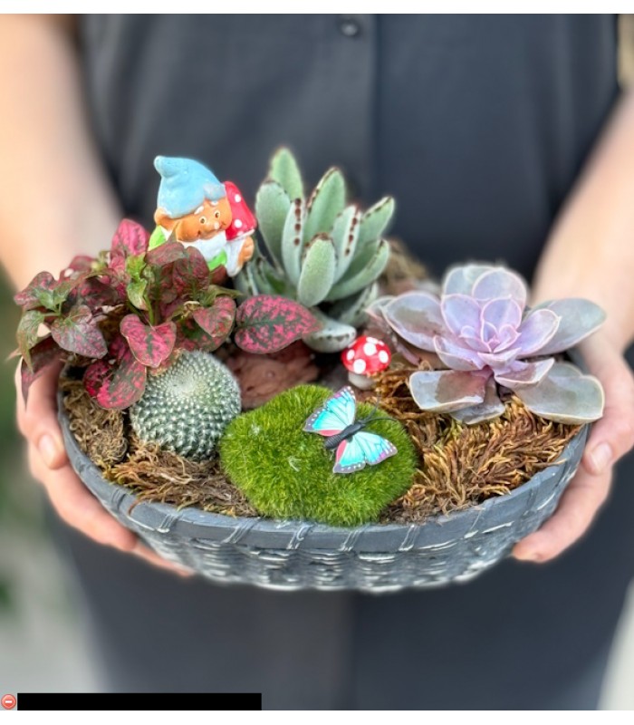 Terraryum Arajman-zc179