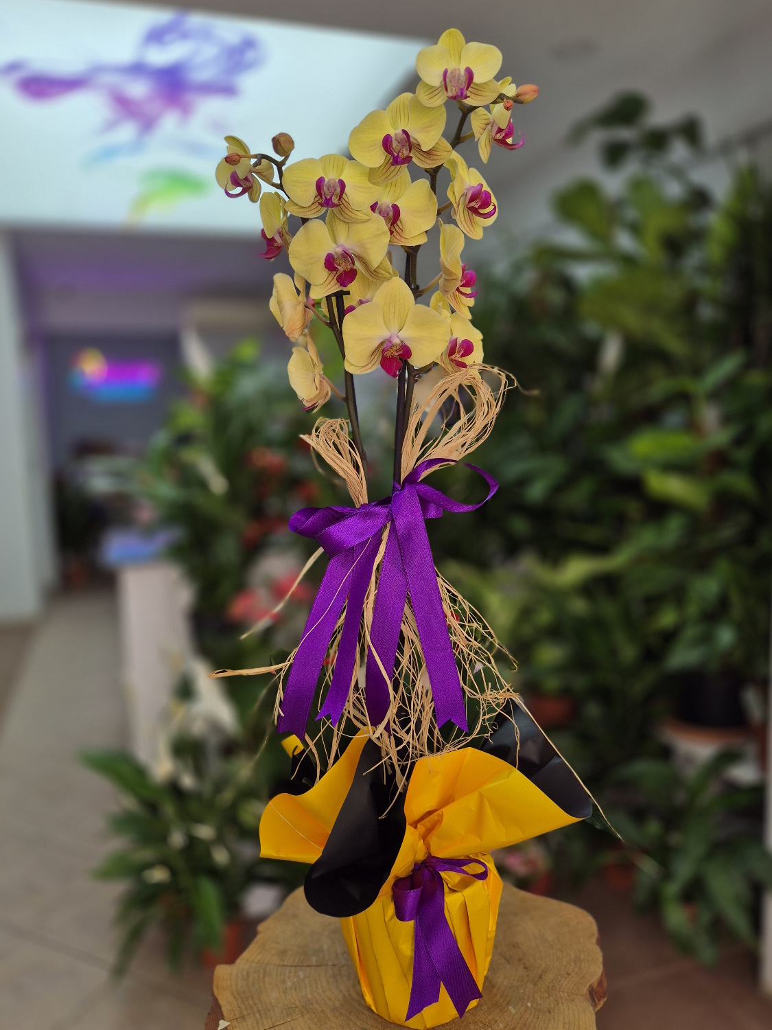 Özel Seri Sarı Orkide
