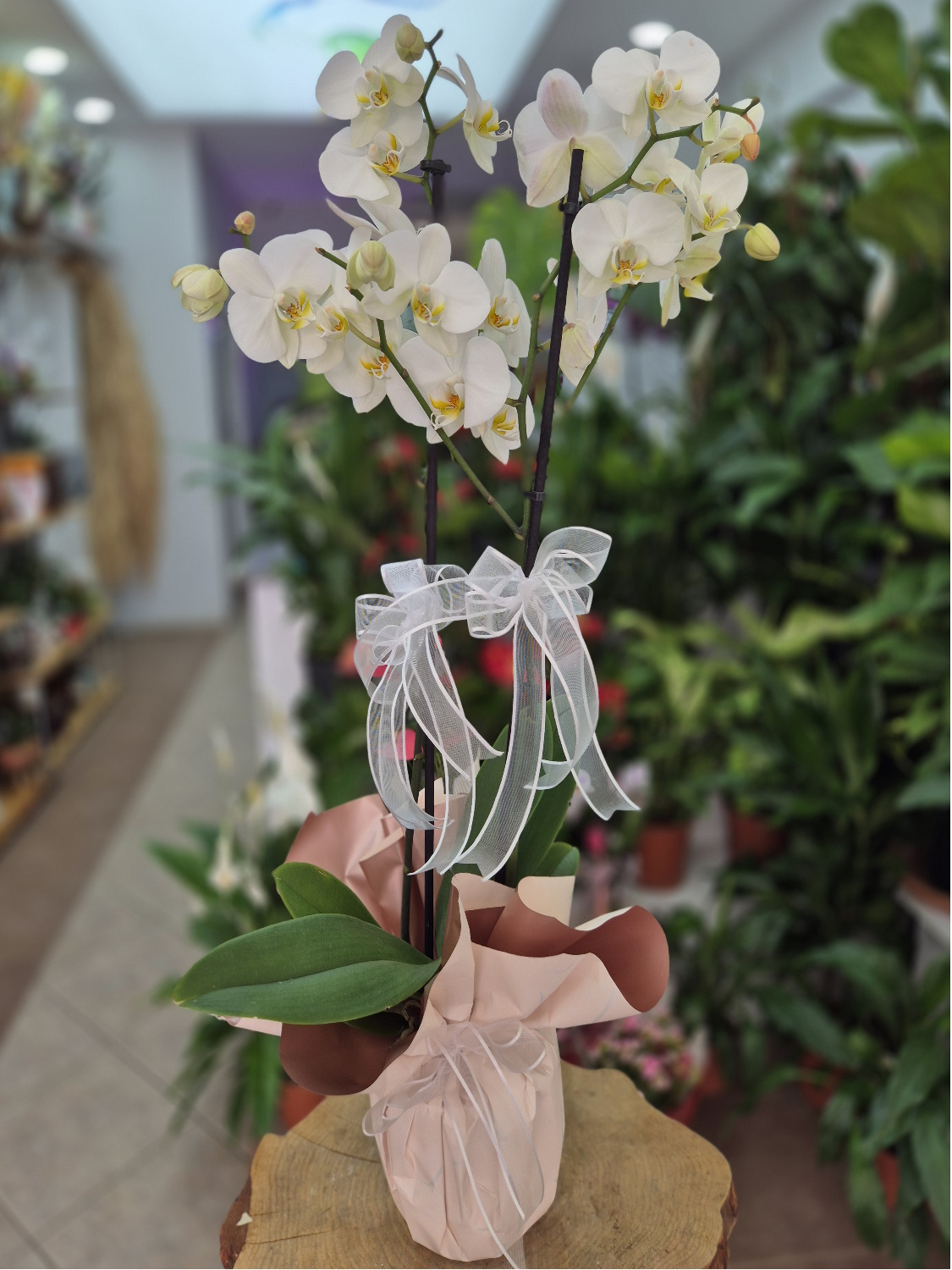 İthal Çift Dal Beyaz Orkide