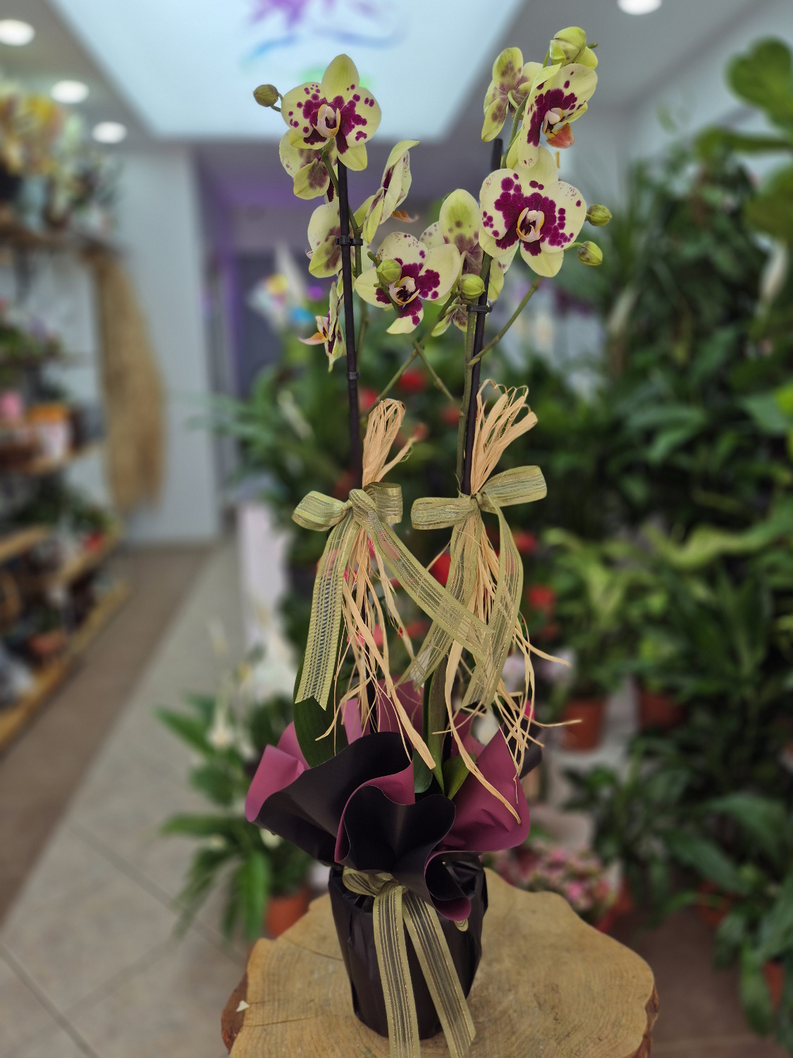 Özel Seri Çift Dal Orkide