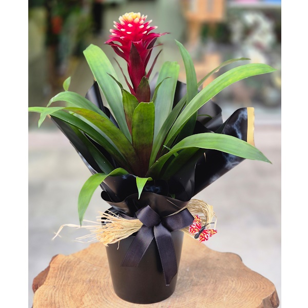 Guzmania Hope