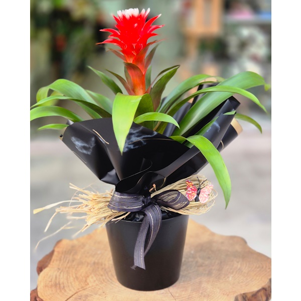 Guzmania Hope